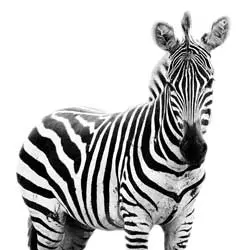 Zebre